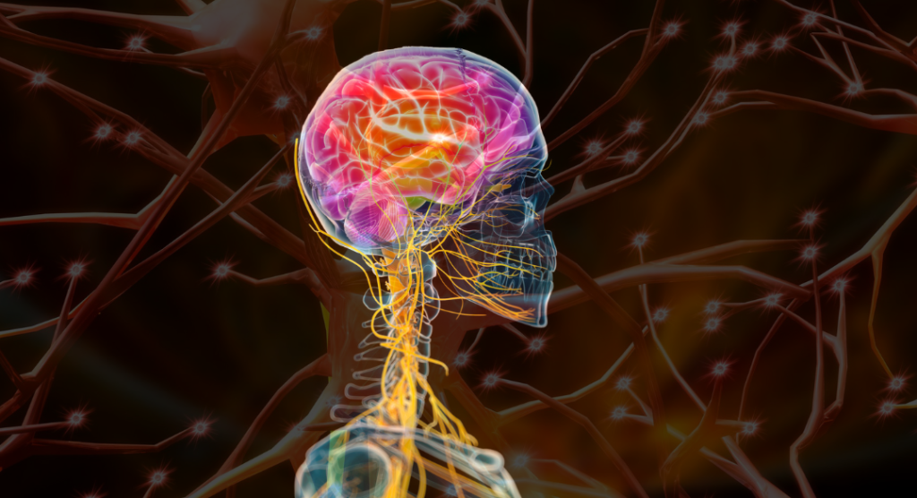 how trauma affects nervous system brain PTSD symptoms fight flight freeze